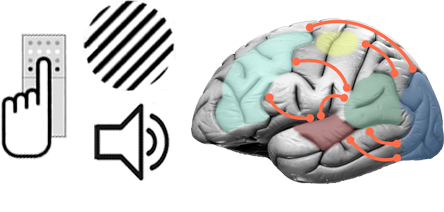 Multisensory Integration